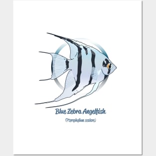 Blue Zebra Angelfish Posters and Art